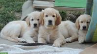 Golden Retriever Welpen