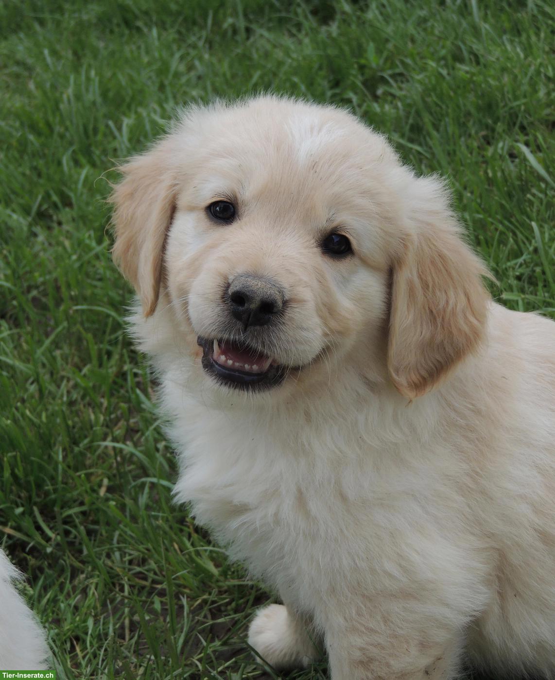 Bild 10: Golden Retriever Welpen