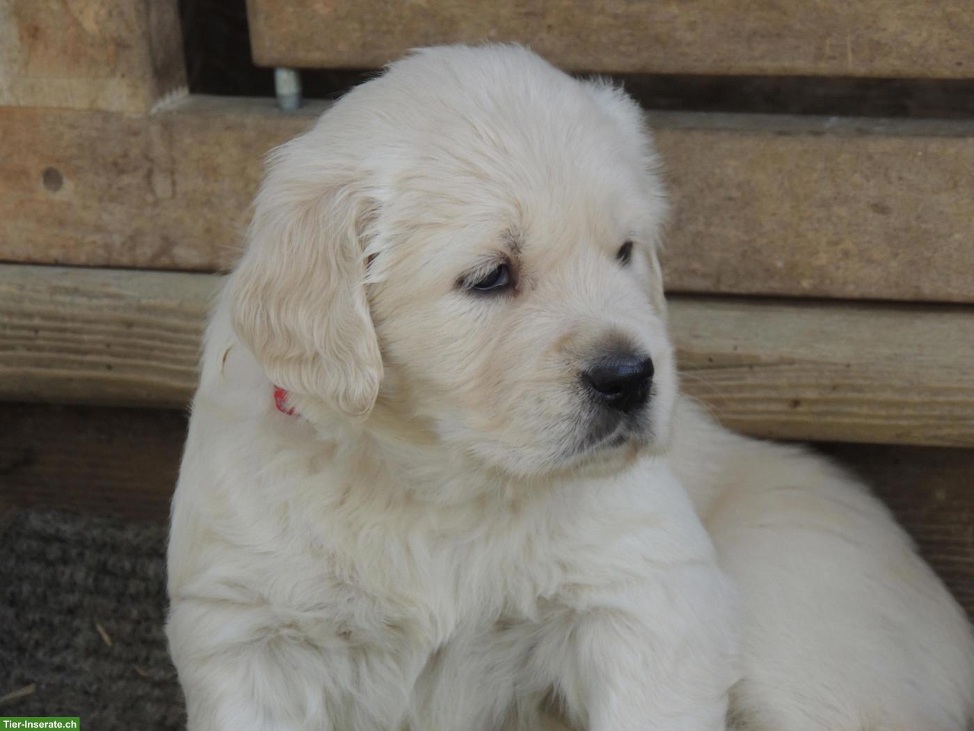 Bild 2: Golden Retriever Welpen
