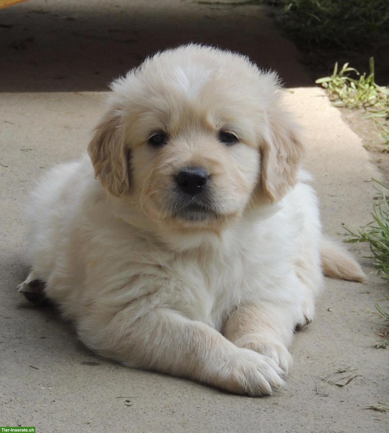 Bild 3: Golden Retriever Welpen