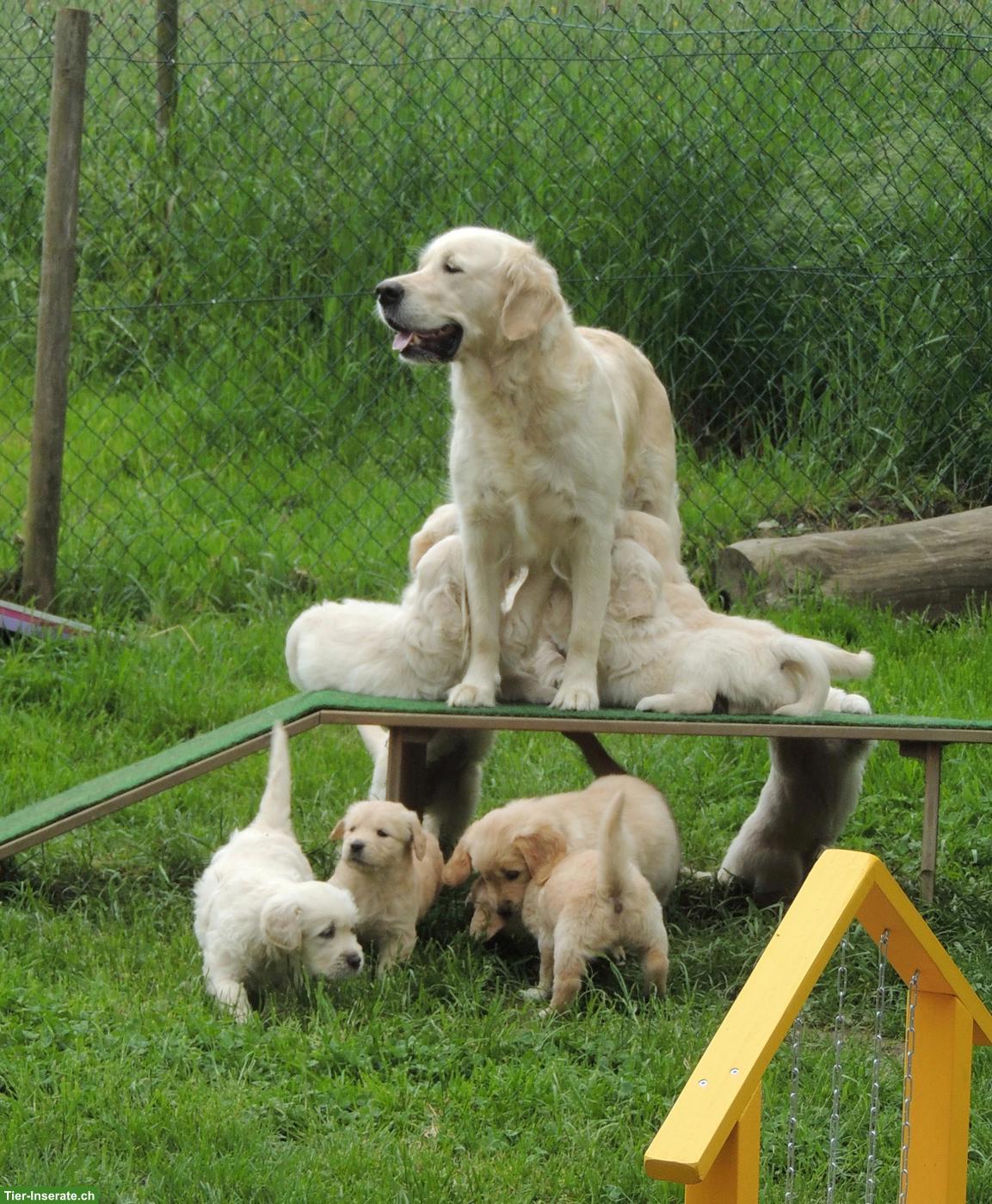 Bild 4: Golden Retriever Welpen