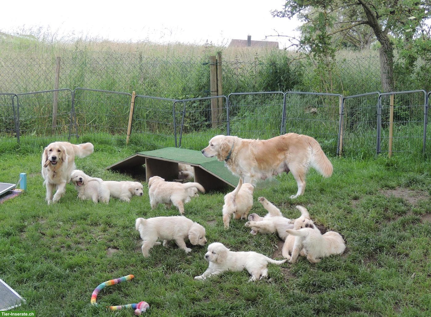 Bild 6: Golden Retriever Welpen