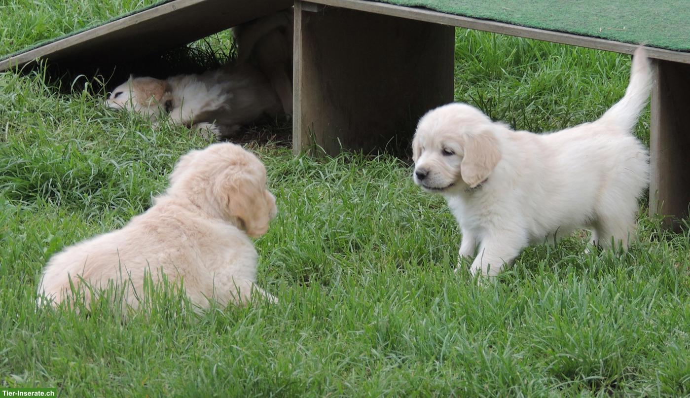 Bild 7: Golden Retriever Welpen