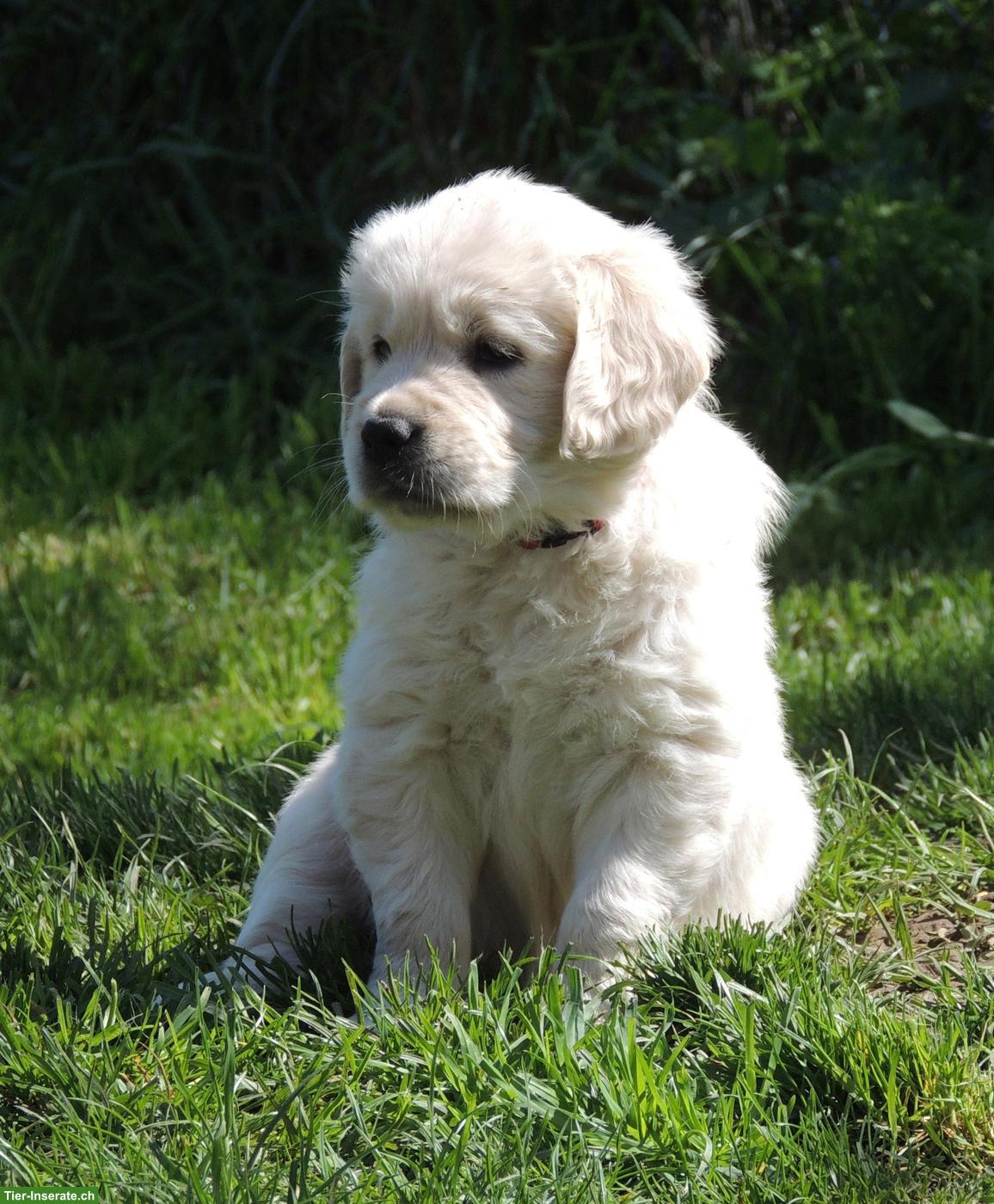 Bild 8: Golden Retriever Welpen