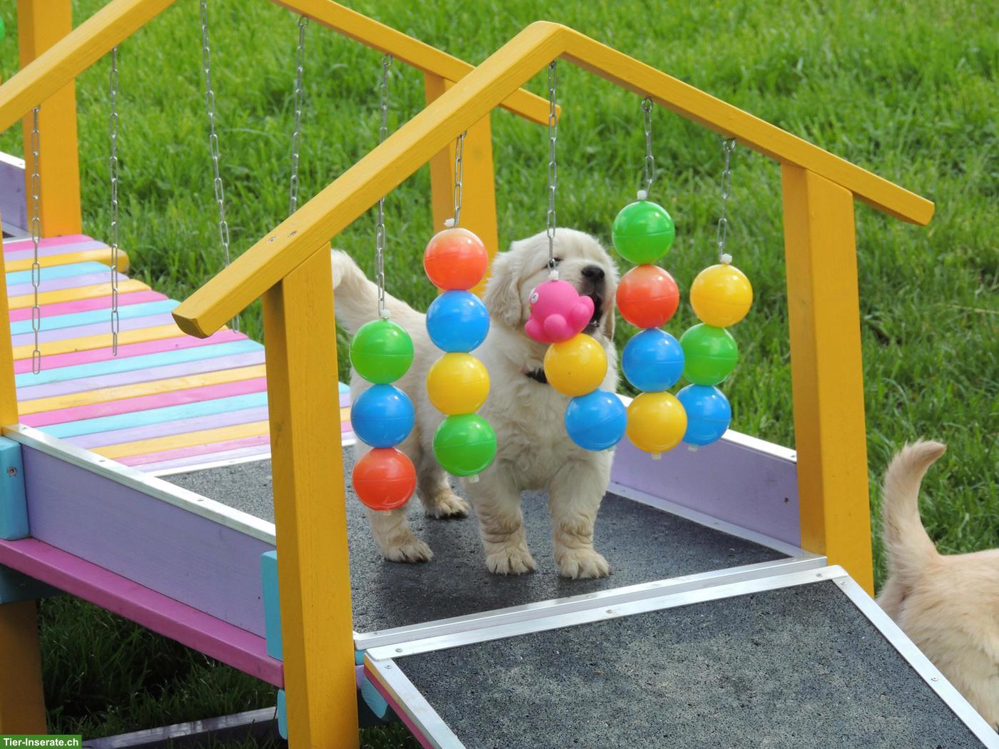 Bild 9: Golden Retriever Welpen
