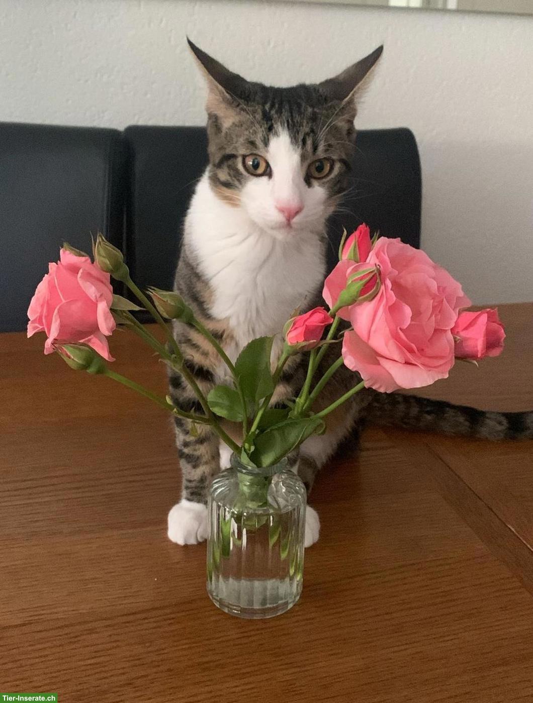 Kater sucht ein Zuhause mit Katzenkumpel zum Spielen & Glücklichsein
