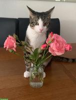 Kater sucht ein Zuhause mit Katzenkumpel zum Spielen & Glücklichsein