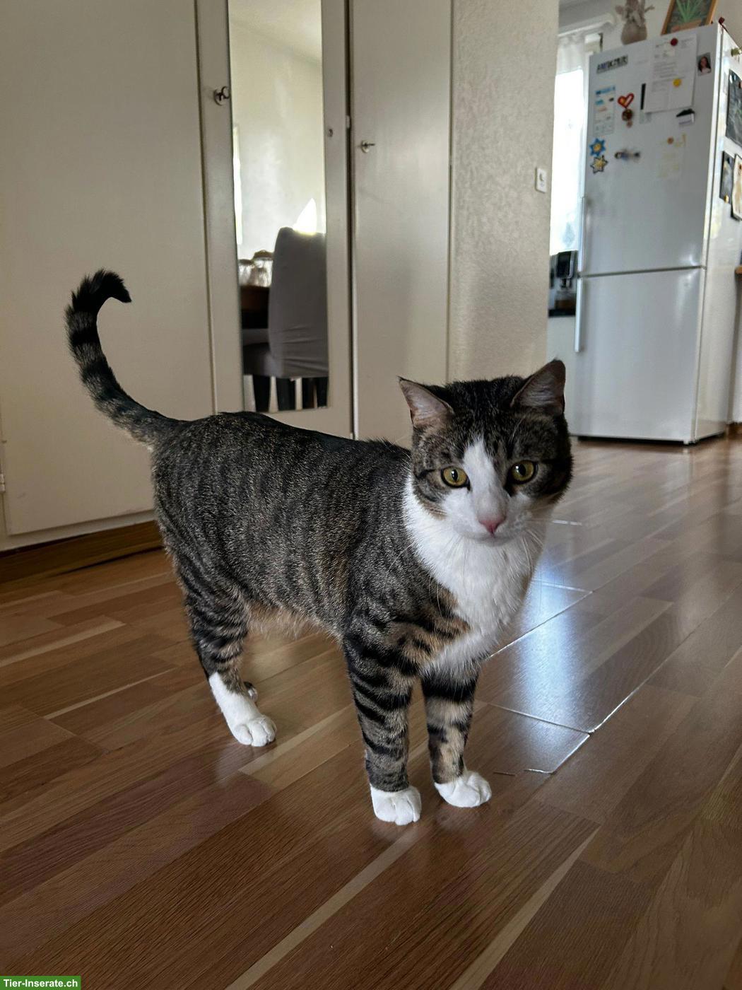 Bild 3: Kater sucht ein Zuhause mit Katzenkumpel zum Spielen & Glücklichsein