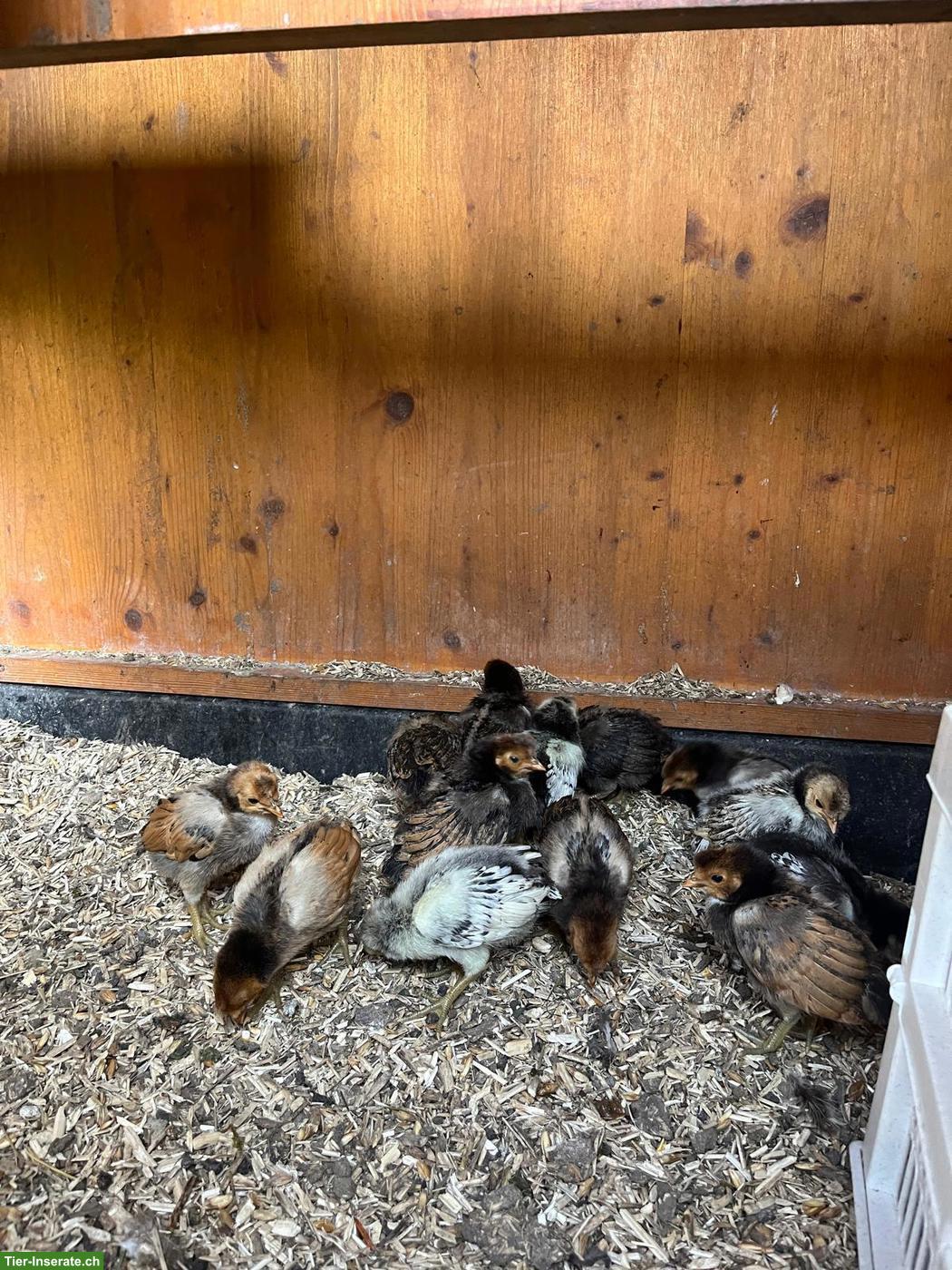 Bild 3: Wunderschönen Appenzeller Spitzhauben Küken