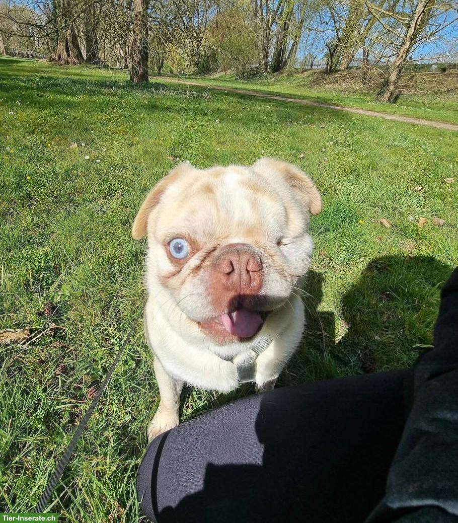 Mops Mischlingsrüde Hugo sucht sein für immer Zuhause
