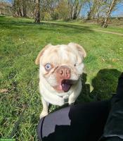 Mops Mischlingsrüde Hugo sucht sein für immer Zuhause