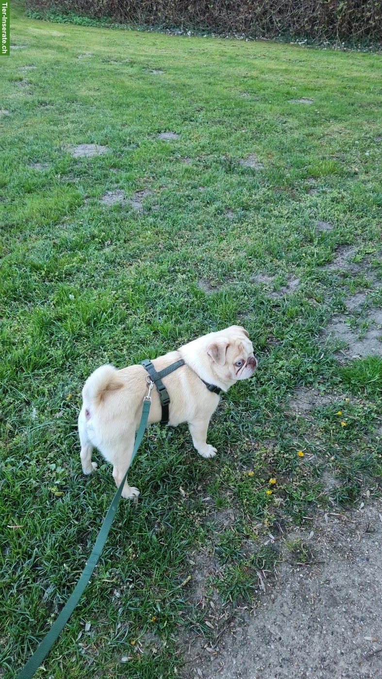 Bild 2: Mops Mischlingsrüde Hugo sucht sein für immer Zuhause