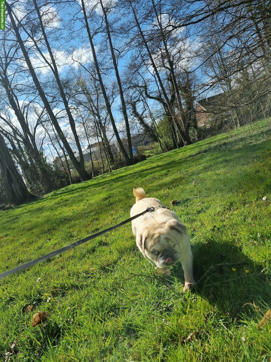 Bild 3: Mops Mischlingsrüde Hugo sucht sein für immer Zuhause
