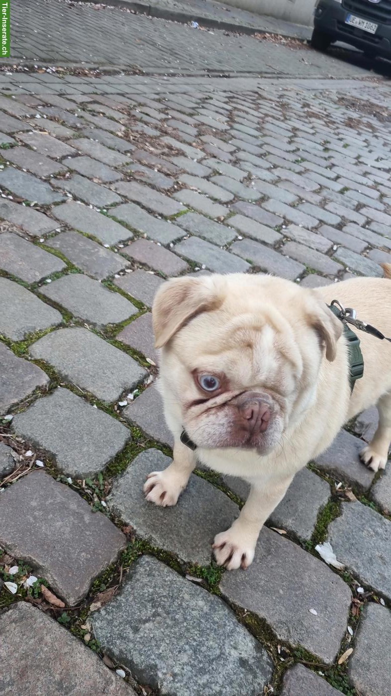 Bild 4: Mops Mischlingsrüde Hugo sucht sein für immer Zuhause