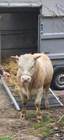 Handzahmer Hinterwälder Stier zu vermieten