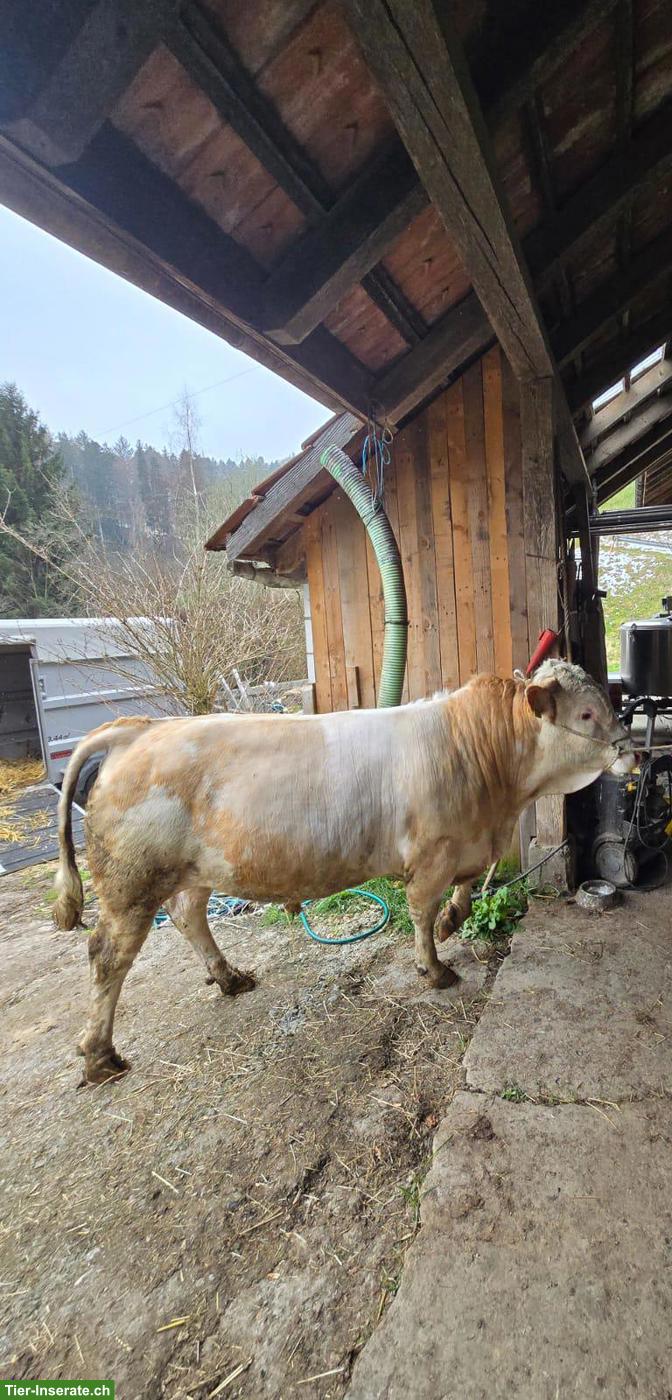 Bild 2: Handzahmer Hinterwälder Stier zu vermieten