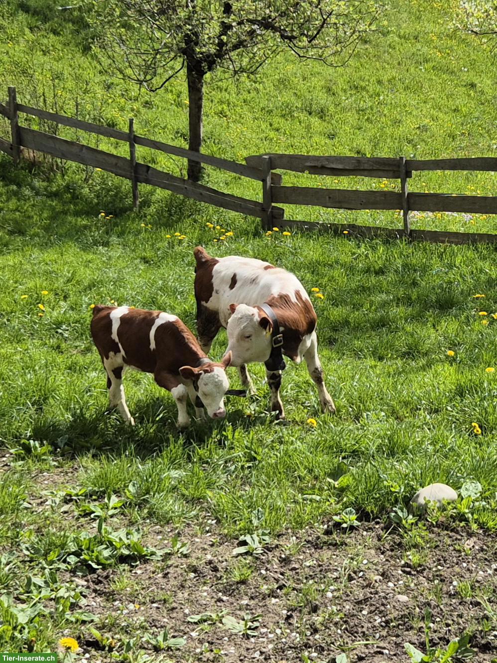 Bild 3: Handzahmes Hinterwälder Stierkalb