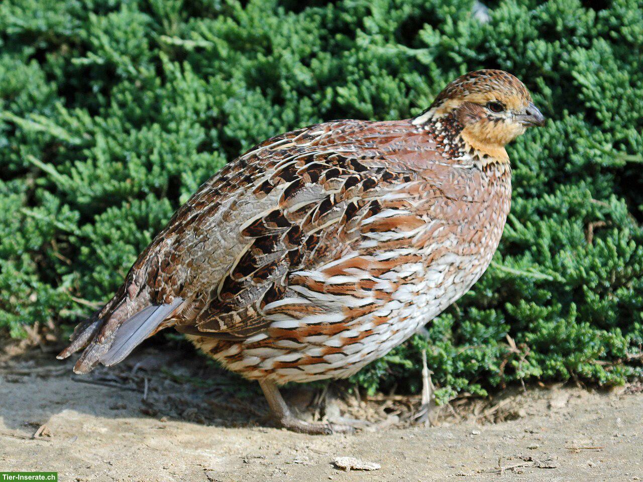 Suche Virginiawachtel-Henne (Colinus virginianus)