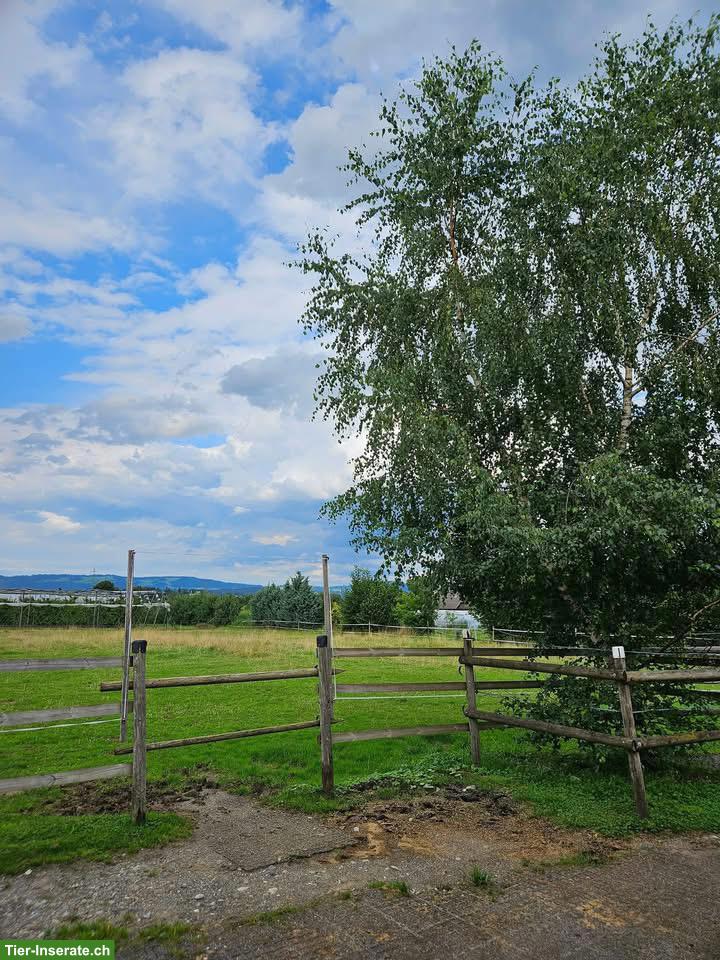 Bild 3: 1 freier Platz im Offenstall für Stute, Hünenberg See