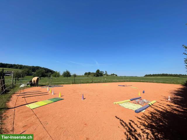 Bild 6: 1 freier Platz im Offenstall für Stute, Hünenberg See