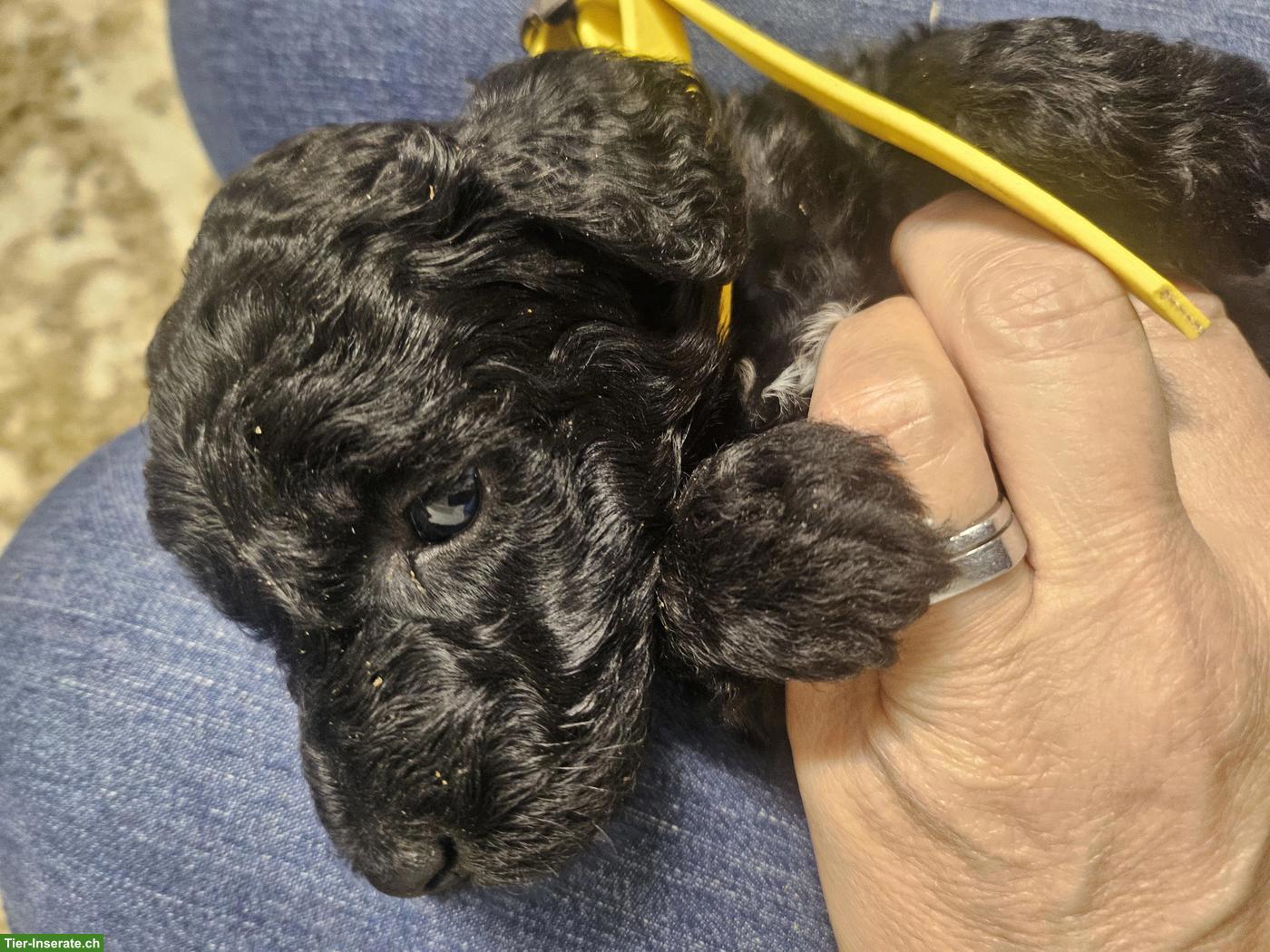 Bild 3: Goldendoodle Welpen mit Ahnentafel suchen Zuhause