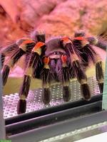 1.0 Brachypelma hamorii gesucht