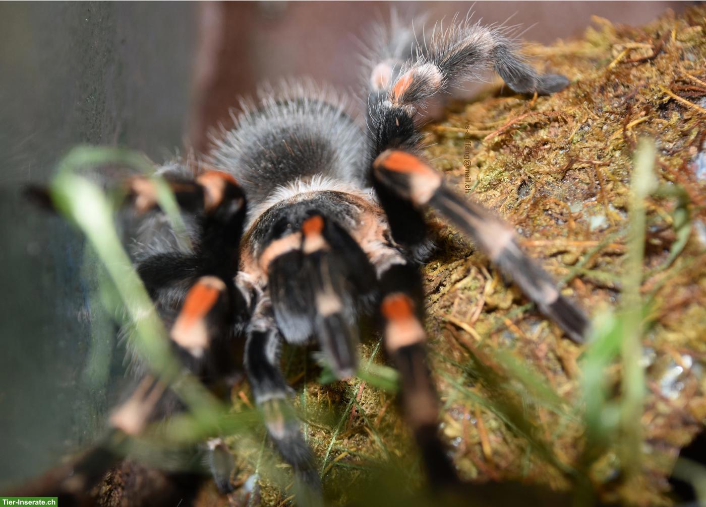 Bild 2: 1.0 Brachypelma hamorii gesucht