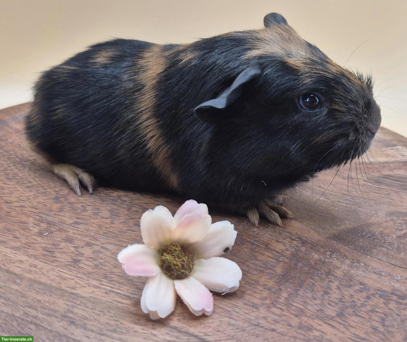 Süsse Meerschweinchen Weibchen