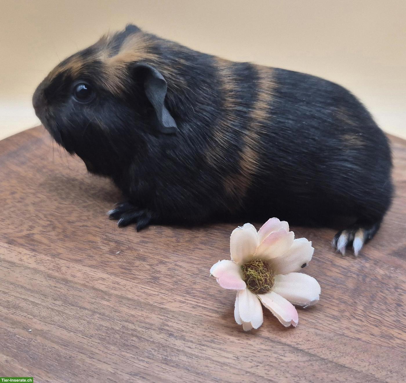 Bild 2: Süsse Meerschweinchen Weibchen