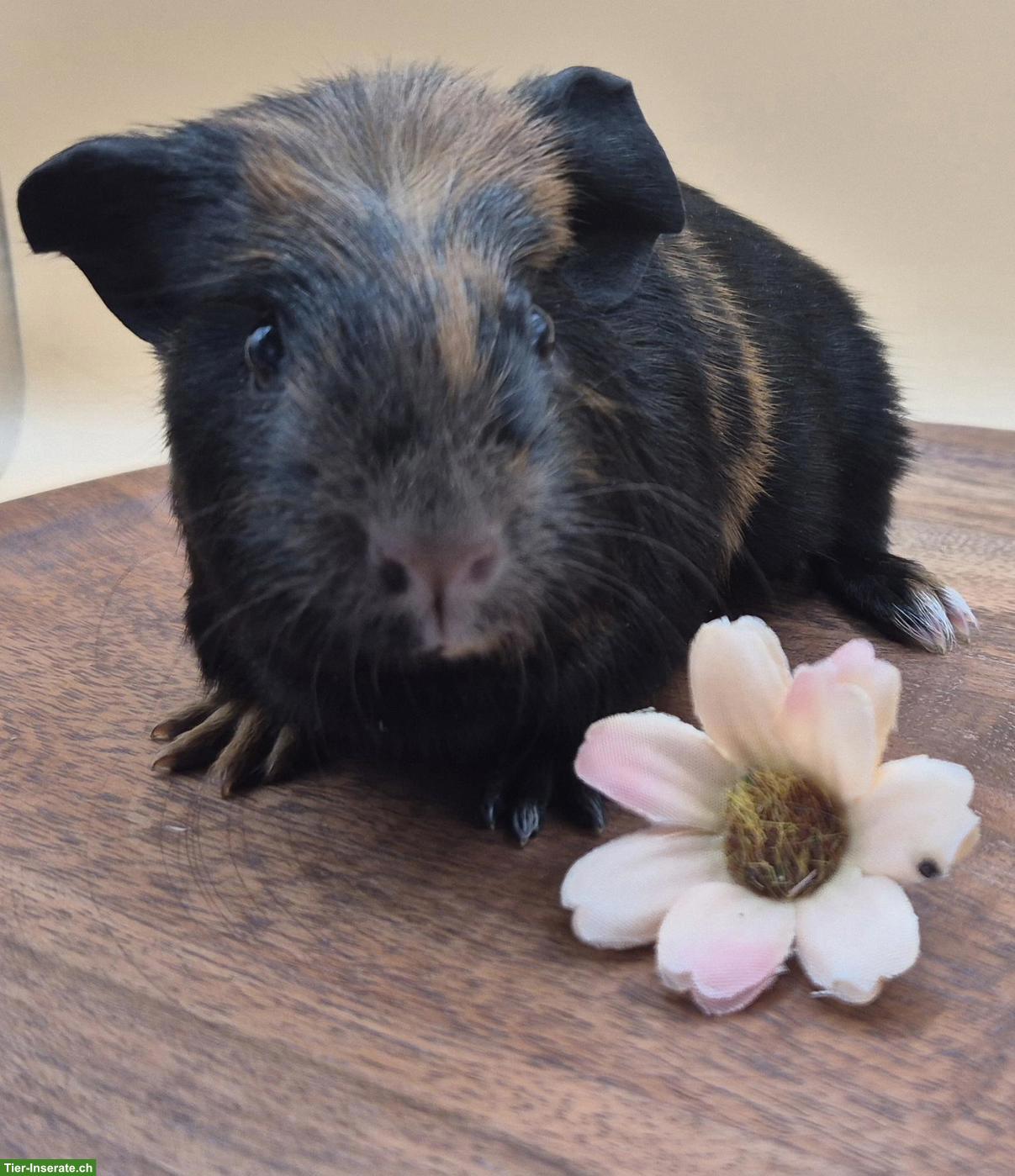 Bild 3: Süsse Meerschweinchen Weibchen