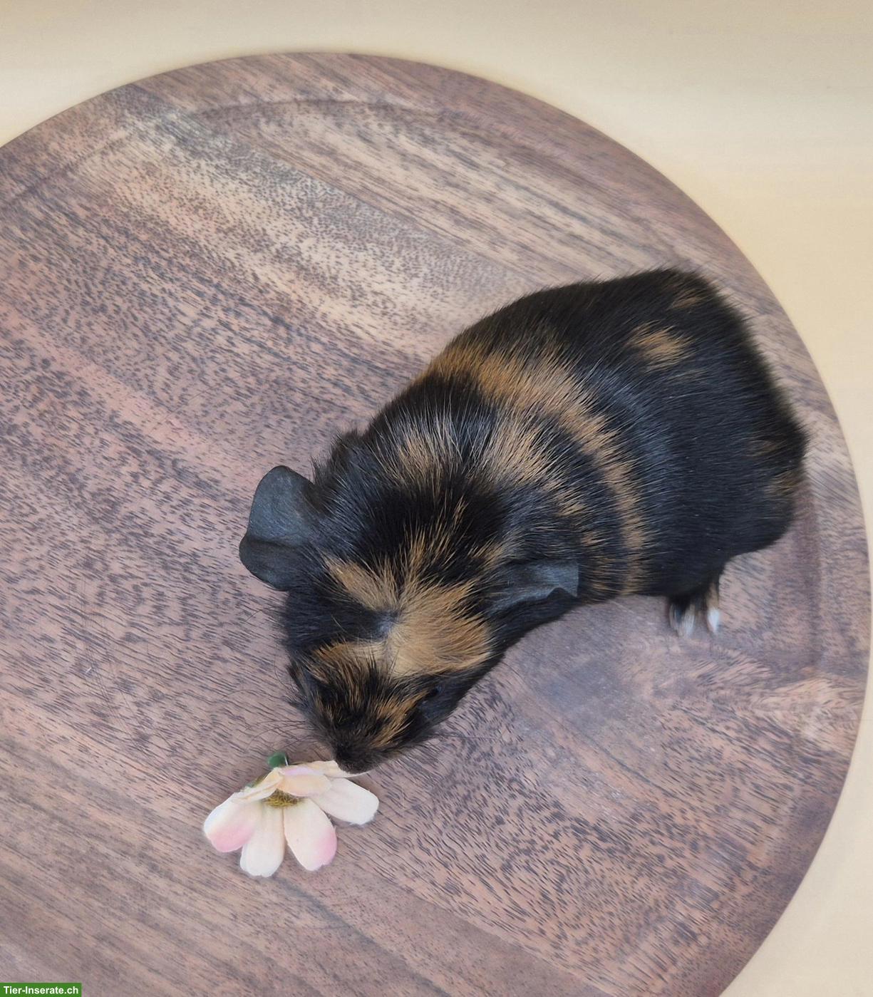 Bild 4: Süsse Meerschweinchen Weibchen