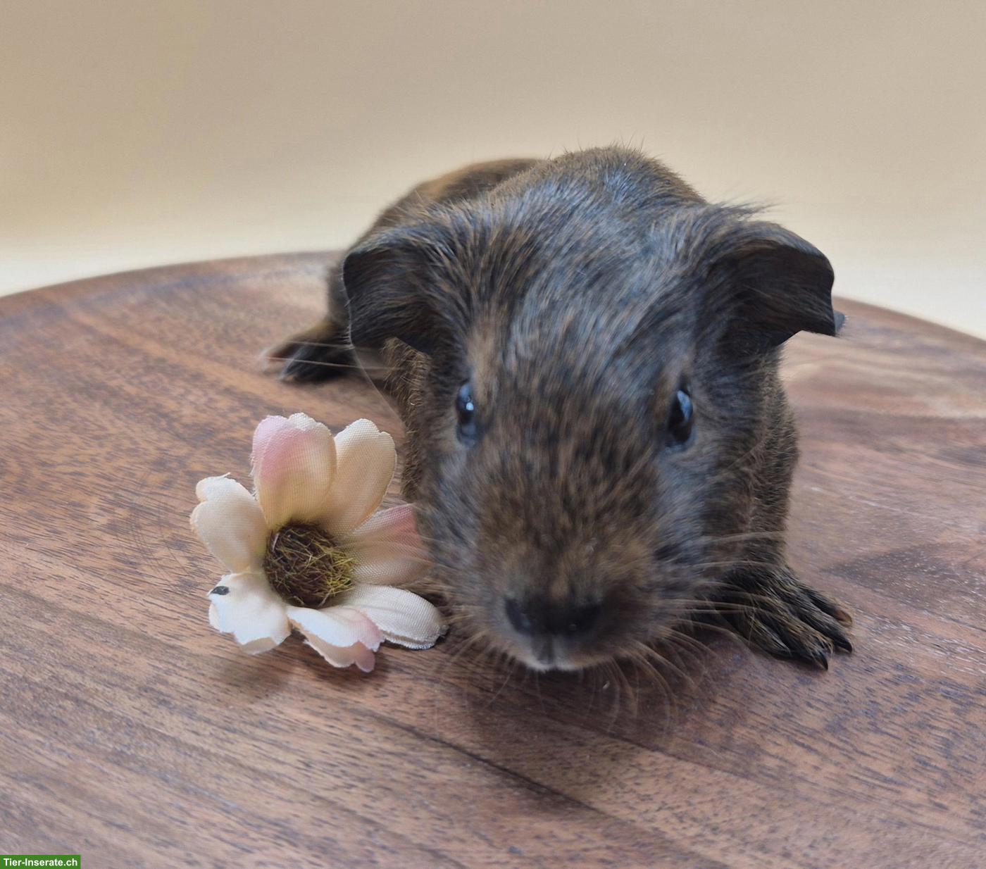 Bild 5: Süsse Meerschweinchen Weibchen