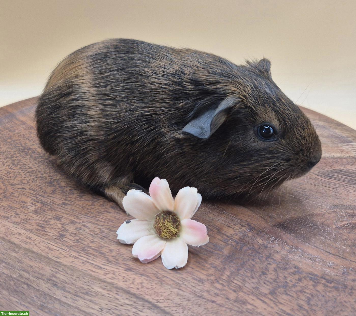 Bild 6: Süsse Meerschweinchen Weibchen