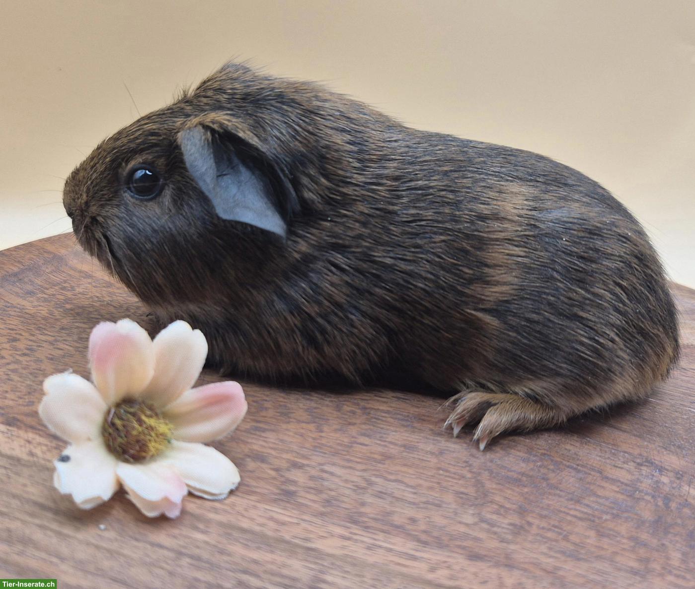 Bild 7: Süsse Meerschweinchen Weibchen