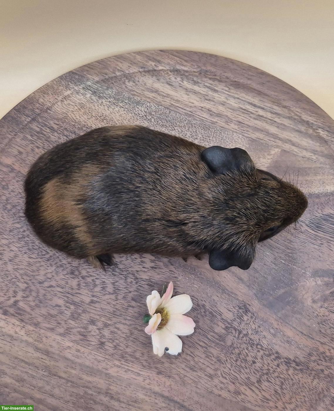 Bild 8: Süsse Meerschweinchen Weibchen