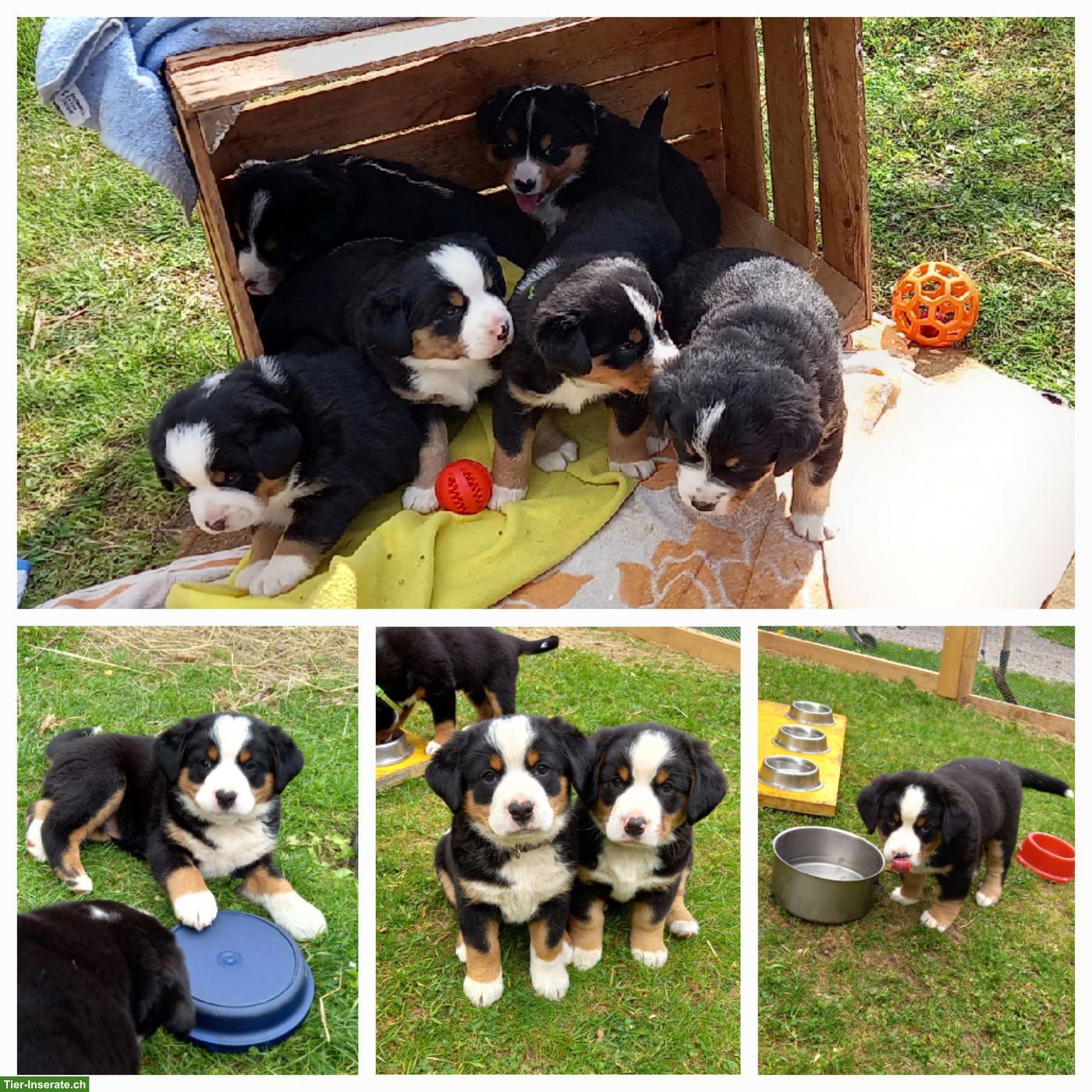 Entlebucher Mischlingswelpen, Rüden