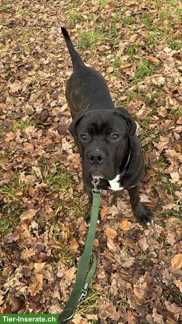Reinrassiger Cane Corso Junghund in erfahrene Hände