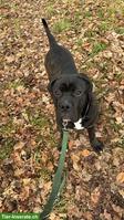 Reinrassiger Cane Corso Junghund in erfahrene Hände