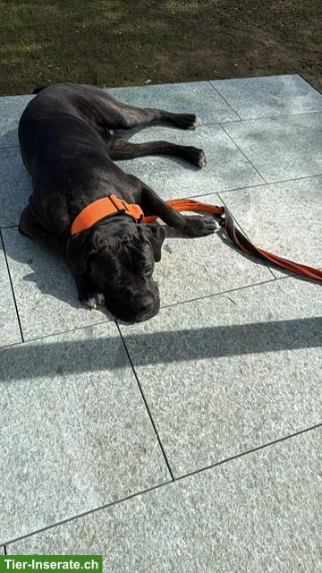 Bild 2: Reinrassiger Cane Corso Junghund in erfahrene Hände