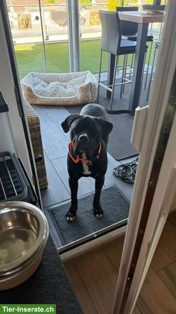 Bild 3: Reinrassiger Cane Corso Junghund in erfahrene Hände