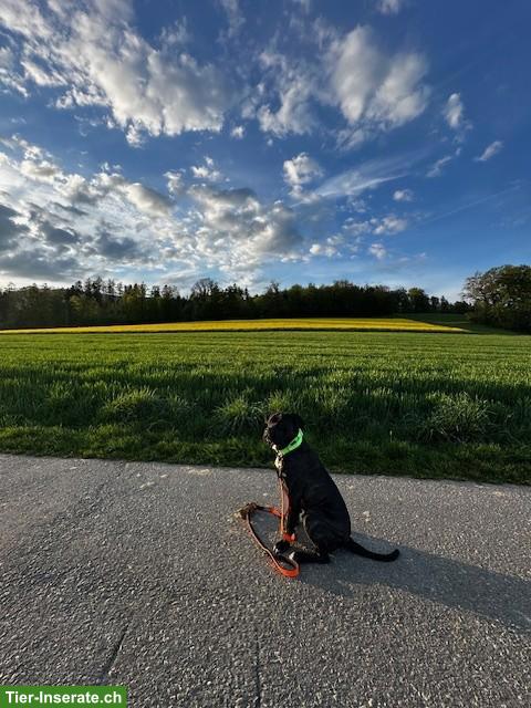 Bild 5: Reinrassiger Cane Corso Junghund in erfahrene Hände