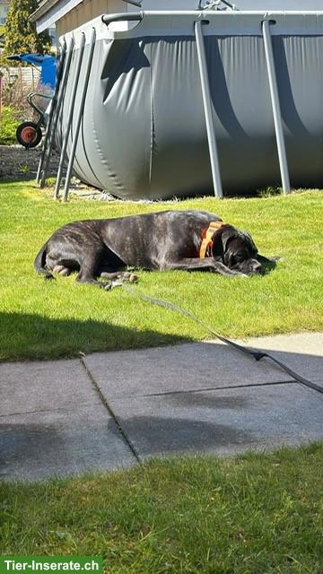 Bild 6: Reinrassiger Cane Corso Junghund in erfahrene Hände