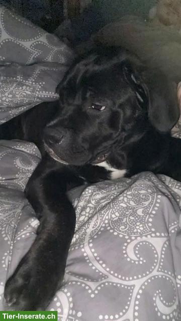 Bild 7: Reinrassiger Cane Corso Junghund in erfahrene Hände