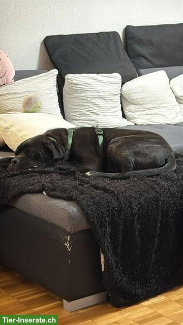 Bild 8: Reinrassiger Cane Corso Junghund in erfahrene Hände
