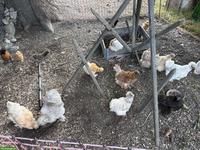 5 US-Silkie Hennen suchen tolles Zuhause