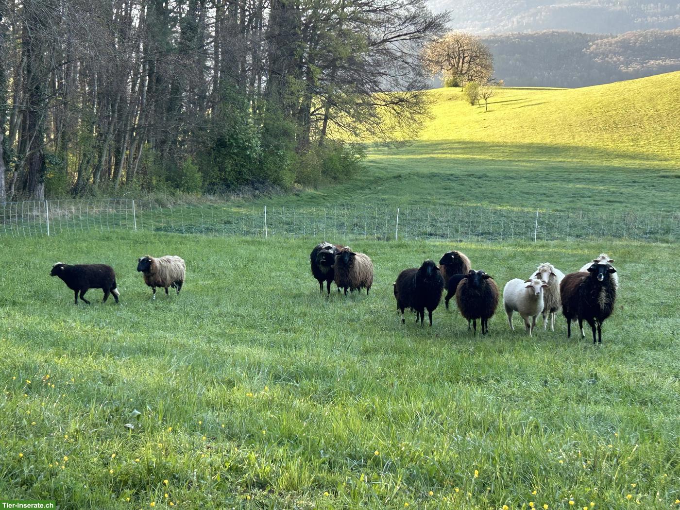 Waldschaf-Auen zu verkaufen