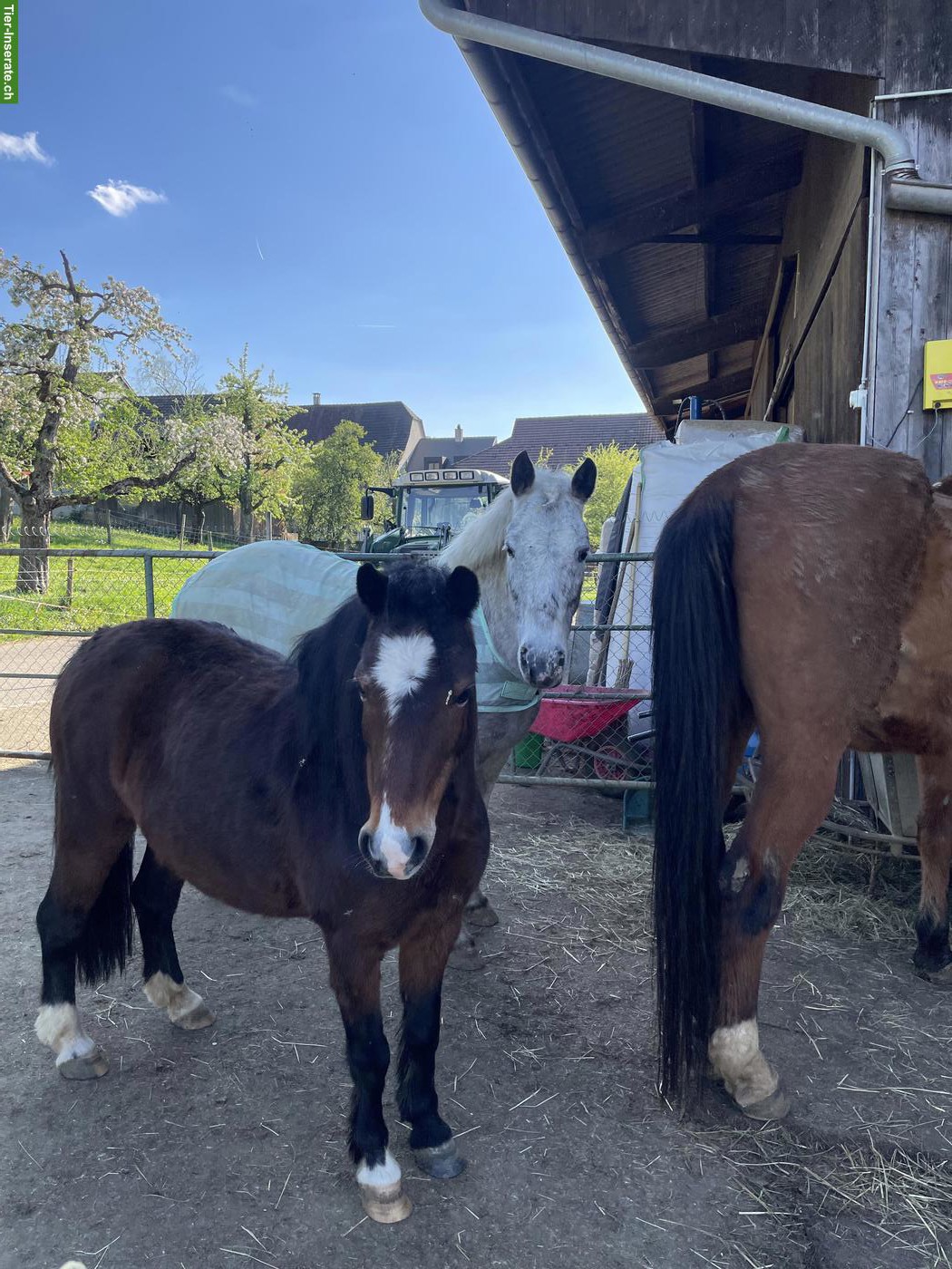 Ponyreiten für Kinder im Kanton Solothurn