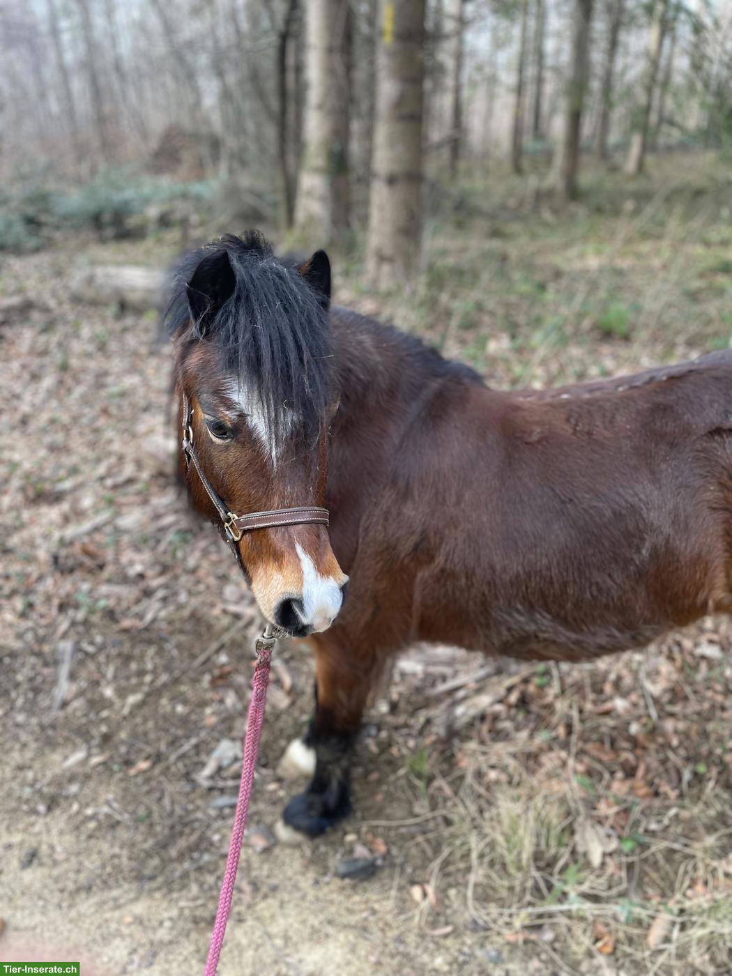 Bild 2: Ponyreiten für Kinder im Kanton Solothurn
