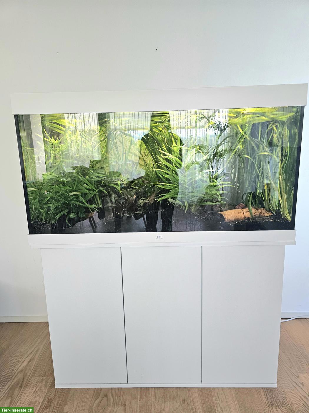 JUWEL Aquarium Set 350L zu verkaufen