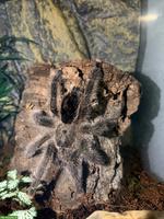 Vogelspinne Avicularia sp. pucallpa zu verkaufen